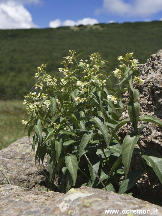 Vincetoxicum hirundinaria / Vincetossico comune